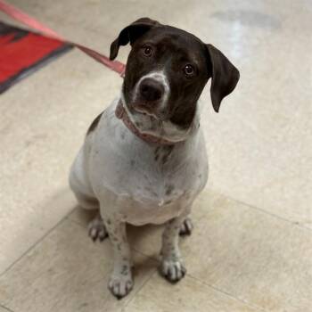 PEPPER -  German Shorthaired Pointer Dog for Adoption in Conroe, Texas - PEPPER | PetCurious