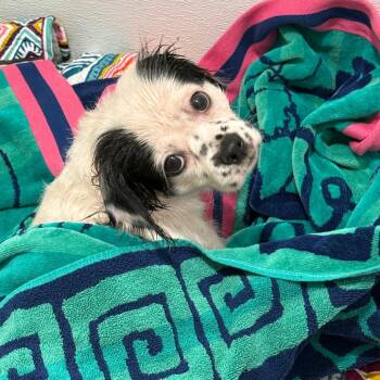 Pretty 22844 -  Papillon and Cavalier King Charles Spaniel Dog for Adoption in Cumming, Georgia - Pretty 22844 | PetCurious