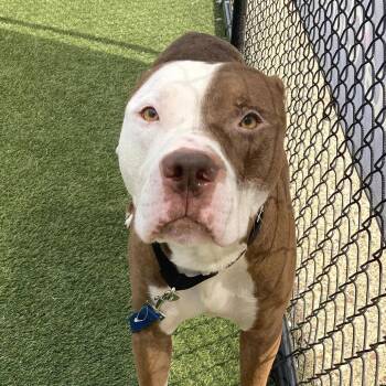 Trey -  Pit Bull Terrier Dog for Adoption in Philadelphia, Pennsylvania - Trey | PetCurious