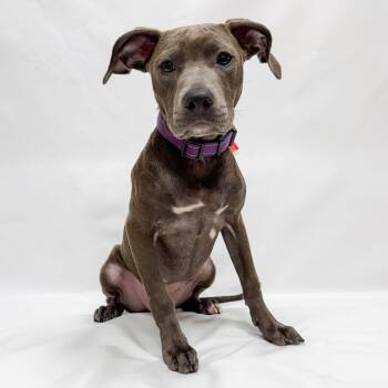 813 (2026) Elbow -  Pit Bull Terrier Dog for Adoption in Parker, Colorado - 813 (2026) Elbow | PetCurious