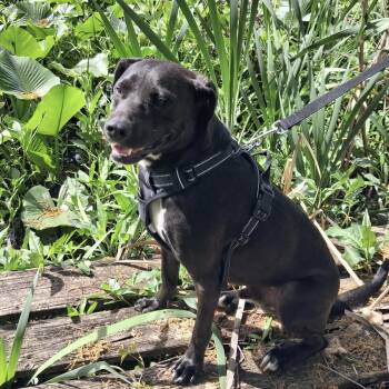 Pit Bull Terrier Dogs Available for Adoption - Scooper | PetCurious