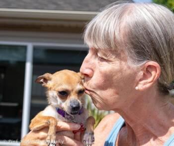 Willow Bee -  Chihuahua Dog for Adoption in Kettering, Ohio - Willow Bee | PetCurious