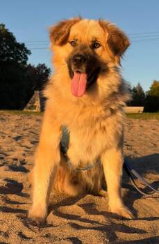 Togo -  Husky and German Shepherd Dog Dog for Adoption in London, Ontario - Togo | PetCurious