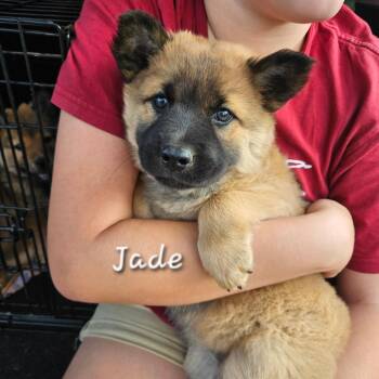 Jade -  Australian Cattle Dog Blue Heeler and Chow Chow Dog for Adoption in Tomah, Wisconsin - Jade | PetCurious
