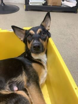 Rescue Shepherd and Mixed Breed Dogs for Adoption in Fort Worth, Texas - Ginger | PetCurious