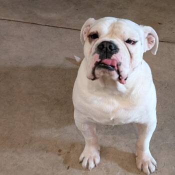 Rescue American Bulldog Dogs for Adoption in Chula Vista, California - Harvey | PetCurious