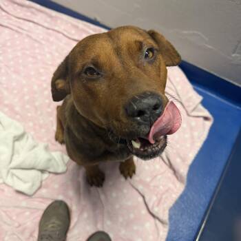 Arnold -  Hound Dog for Adoption in Lancaster, South Carolina - Arnold | PetCurious