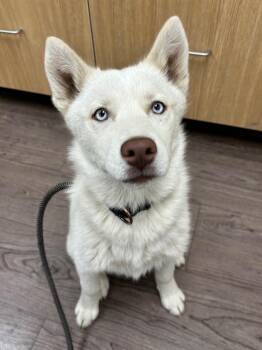 Arwen -  Siberian Husky Dog for Adoption in Gillette, Wyoming - Arwen | PetCurious