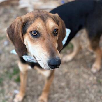 Mixed Breed Dogs Available for Adoption - James Dean | PetCurious