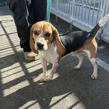 Beagle Dogs Available for Adoption - Benedict-Chino Hills | PetCurious