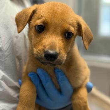 Cloud -  Mixed Breed Dog for Adoption in Greenville, South Carolina - Cloud | PetCurious