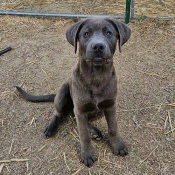 Black Labrador Retriever and Mixed Breed Dogs Available for Adoption - Easton | PetCurious