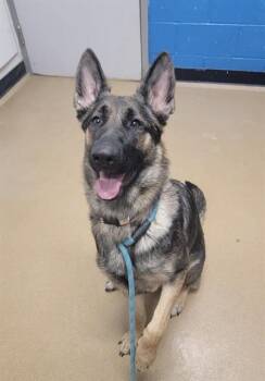 German Shepherd Dog Dogs Available for Adoption - ATHENA | PetCurious