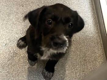 MAIZIE -  Schnauzer and Cairn Terrier Dog for Adoption in Tustin, California - MAIZIE | PetCurious