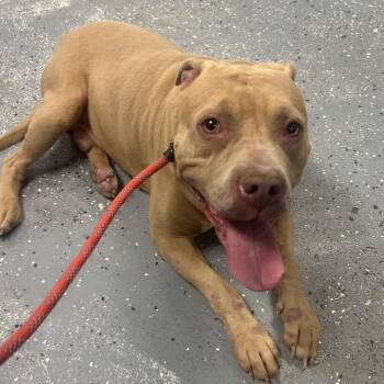 Porkchop -  Pit Bull Terrier Dog for Adoption in Saint Joseph, Missouri - Porkchop | PetCurious