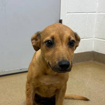 Leona -  Terrier and Mixed Breed Dog for Adoption in Corpus Christi, Texas - Leona | PetCurious
