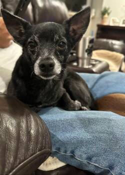 Eeyore -  Chihuahua Dog for Adoption in Metairie, Louisiana - Eeyore | PetCurious