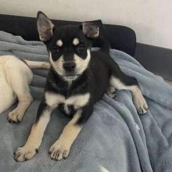 Onyx -  Mixed Breed Dog for Adoption in Prescott, Arizona - Onyx | PetCurious