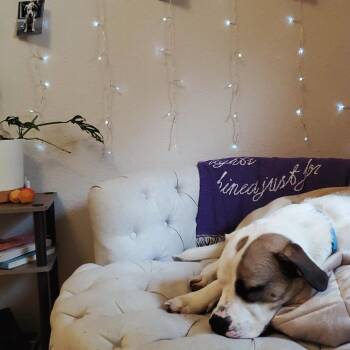 Anatolian Shepherd and Mixed Breed Dogs Available for Adoption in Bend, Oregon - Skye | PetCurious