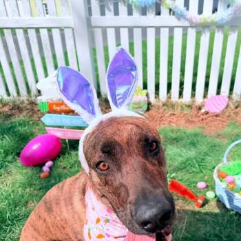 Dallas -  Great Dane Dog for Adoption in Harrisonburg, Virginia - Dallas | PetCurious