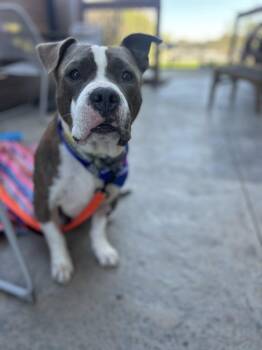 Rescue Terrier Dogs for Adoption in Appleton, Wisconsin - Banjo | PetCurious