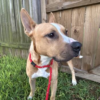 Rescue Boxer and American Staffordshire Terrier Dogs for Adoption in South Houston, Texas - Batman | PetCurious