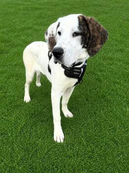 Mixed Breed Dogs Available for Adoption in Shelburne, Vermont - Clyde | PetCurious