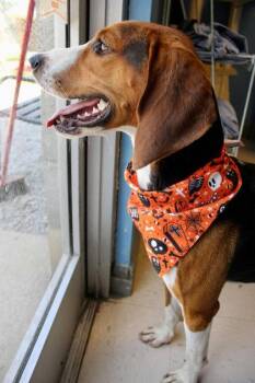 Darla -  Foxhound and Mixed Breed Dog for Adoption in Bowling Green, Kentucky - Darla | PetCurious