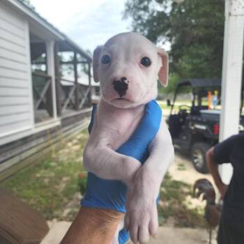 Albertson -  Mixed Breed Dog for Adoption in Freeport, Florida - Albertson | PetCurious