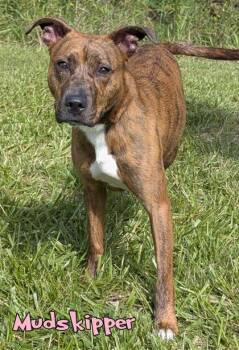 Mudskipper -  Pit Bull Terrier and Mixed Breed Dog for Adoption in Mason, Michigan - Mudskipper | PetCurious