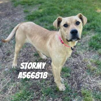 Pit Bull Terrier and Labrador Retriever Dogs Available for Adoption - STORMY | PetCurious