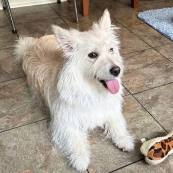 Terrier Dogs Available for Adoption in Rensselaer, New York - Rosemary | PetCurious