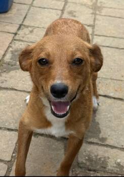 Foxy -  Chihuahua and Dachshund Dog for Adoption - Foxy | PetCurious
