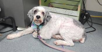 Elvis -  Cockapoo and Mixed Breed Dog for Adoption in Sapulpa, Oklahoma - Elvis | PetCurious