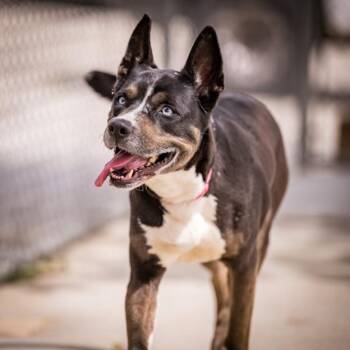 Shepherd and American Staffordshire Terrier Dogs Available for Adoption in Los Angeles, California - Vittoria | PetCurious
