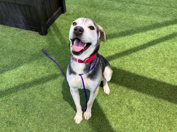 ROCO -  Siberian Husky and Labrador Retriever Dog for Adoption in Tustin, California - ROCO | PetCurious