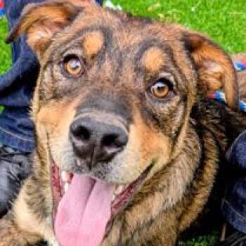Shepherd and Mixed Breed Dogs Available for Adoption in Falls Church, Virginia - Fabio | PetCurious