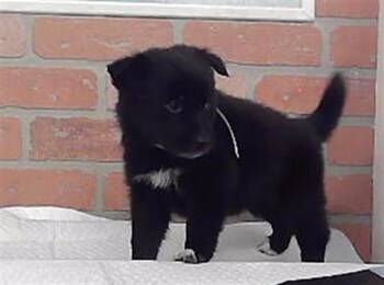 A2094052 -  Husky and Mixed Breed Dog for Adoption in Houston, Texas - A2094052 | PetCurious
