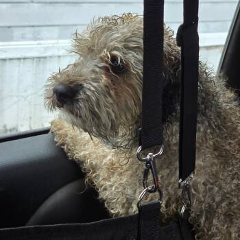 Miniature Poodle Dogs Available for Adoption in Klamath Falls, Oregon - Charlee | PetCurious