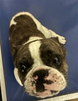 TANK -  French Bulldog and Mixed Breed Dog for Adoption in San Jose, California - TANK | PetCurious