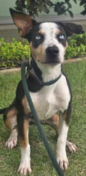 Terrier and Mixed Breed Dogs Available for Adoption - Kya | PetCurious