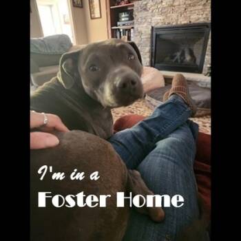 Rescue Mixed Breed Dogs for Adoption in West Chester, Pennsylvania - Winifred | PetCurious