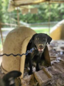 Rescue Black Labrador Retriever Dogs for Adoption in Cosby, Tennessee - Meeka | PetCurious