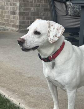 Millie Jane -  Beagle Dog for Adoption in Houston, Texas - Millie Jane | PetCurious