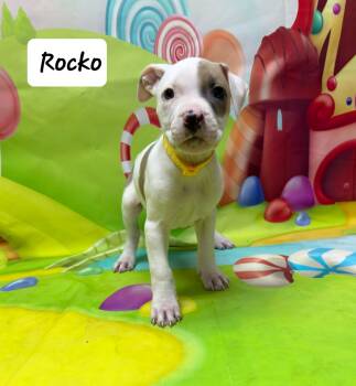 Boxer and Pit Bull Terrier Dogs Available for Adoption - Rocko | PetCurious