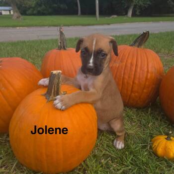 Jolene -  Boxer Dog for Adoption in Navarre, Florida - Jolene | PetCurious