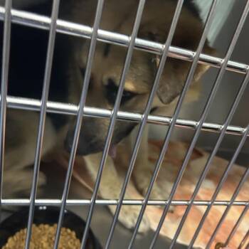 German Shepherd Dog Dogs Available for Adoption in Greensboro, North Carolina - DIME | PetCurious