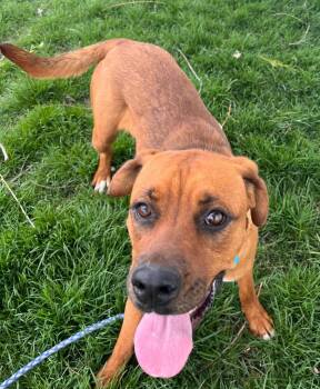 Rottweiler and Boxer Dogs Available for Adoption in Logan, Utah - Tulip | PetCurious