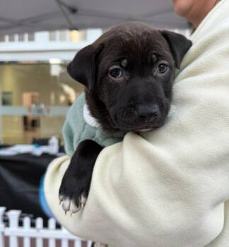 Rescue Shar Pei and Labrador Retriever Dogs for Adoption in Pasadena, California - Moana | PetCurious