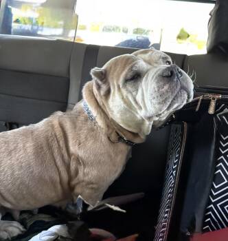 ANNA NICOLE -  American Bulldog and Bulldog Dog for Adoption - ANNA NICOLE | PetCurious